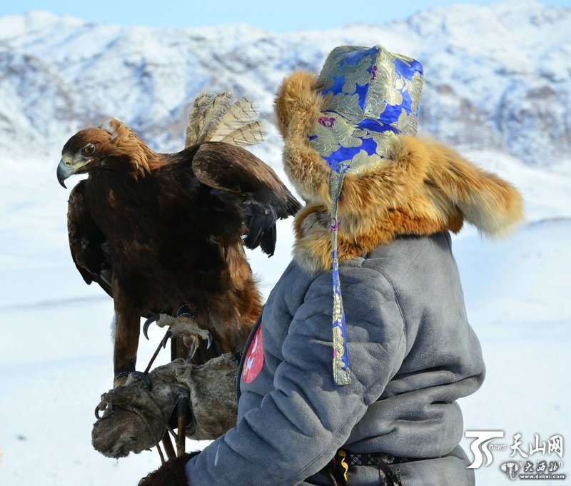 新疆青河县哈萨克民俗文化旅游节——猎鹰暨牧羊犬大赛举行