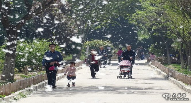 美丽的柳絮花 