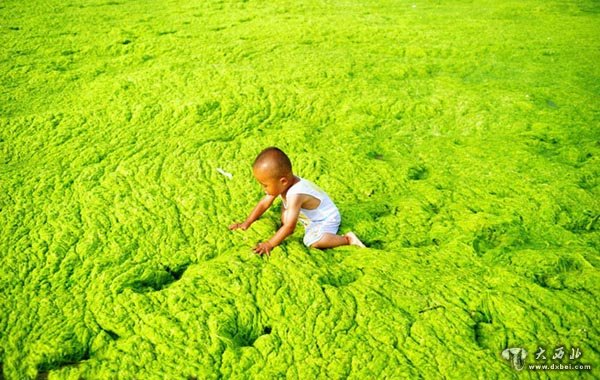 山东青岛：大规模浒苔来袭 沙滩又似大草原