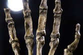 2011年9月8日，南非约翰内斯堡，南方古猿源泉种(Australopithecus sediba)在威特沃特斯兰德大学展出。