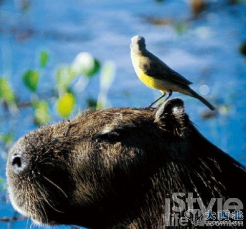 3.在湿地上，不同的动物之间也能和谐相处。