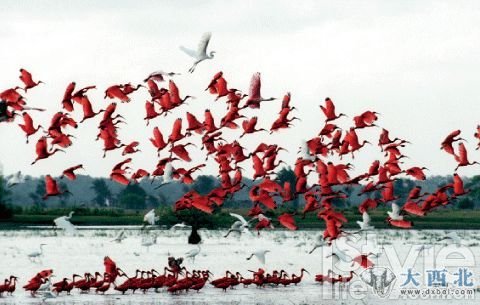 2.潘塔纳尔的旱季十分迷人，时常会有色彩艳丽的小鸟成群结队从湖面飞过。
