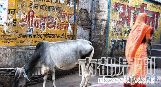 牛在印度被认为是神圣的，在印度的街头，常常会看到自由行走的牛。