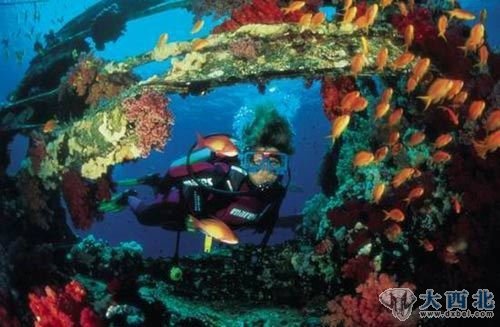 红海潜水