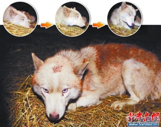 图为23日抓获的“母狼”。图片来源：半岛网