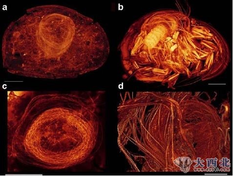 在激光扫描共聚焦显微镜下，研究者发现，介形亚纲动物的精子不仅在化石标本中存在，也存在于当今存活的介形亚纲动物中。