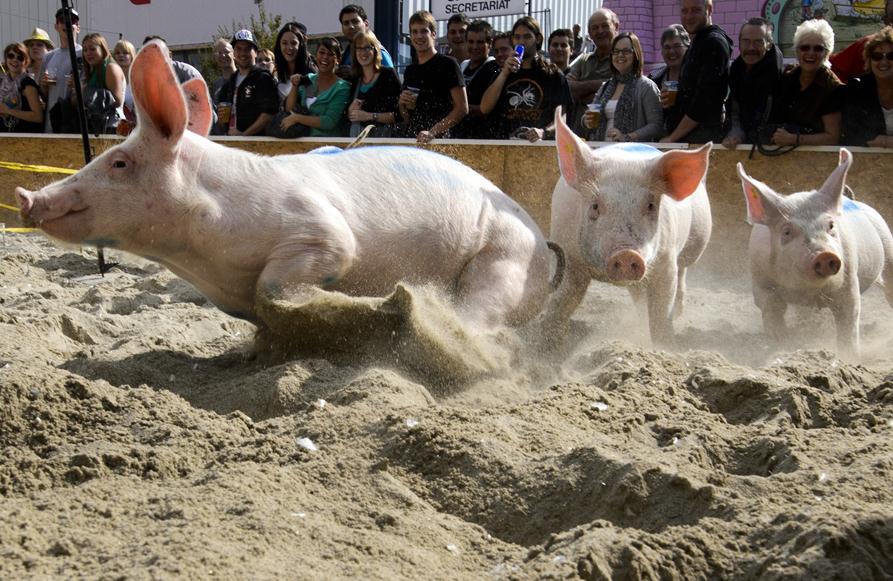 9月16日，在瑞士洛桑举行的Comptoir Suisse博览会上，一群小猪在赛道上比赛。AFP PHOTO / FABRICE COFFRINI