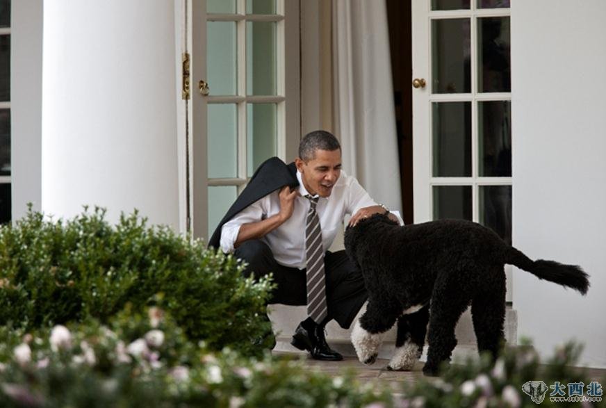 2012年3月15日，奥巴马在外出回到白宫后抚摸自己的宠物犬“波”。