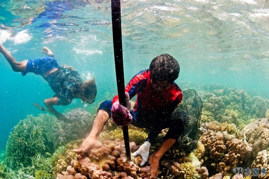 巴瑶族男子摩恩·兰克用轮胎棒扳掉珊瑚礁上的蛤蚌。
