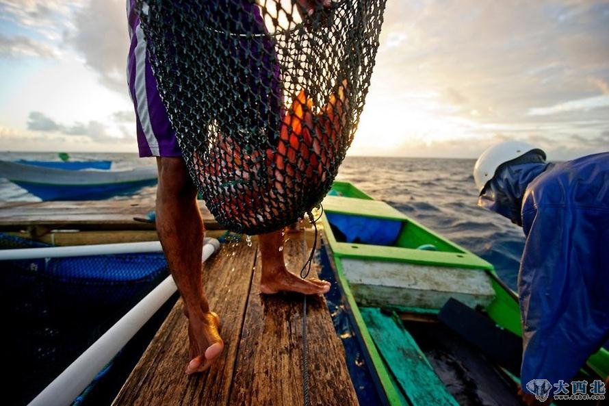 印尼瓦卡托比的刁曼岛，巴瑶族人将捕到的石斑鱼拿上岸，而后卖给活鱼出口商。捕石斑鱼是巴瑶族的主要收入来源。