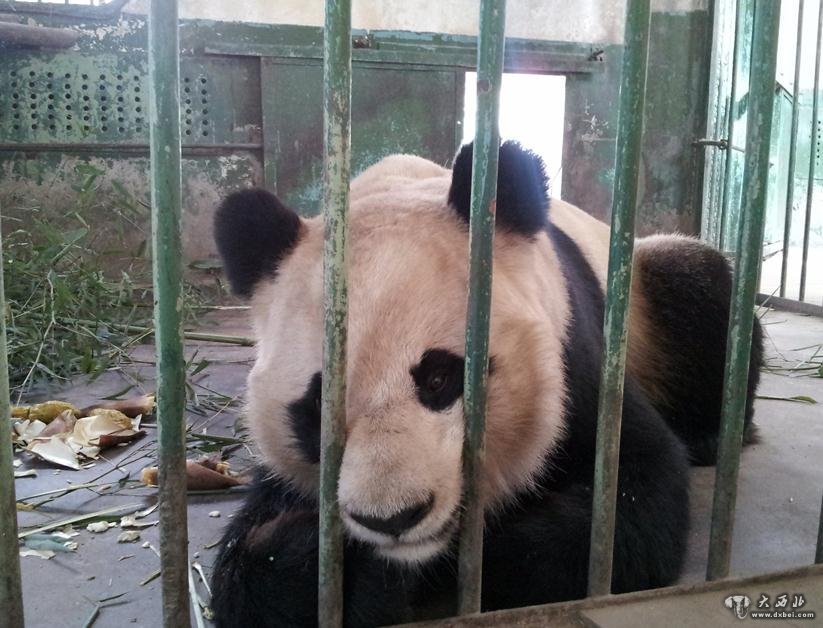大熊猫“兰仔”