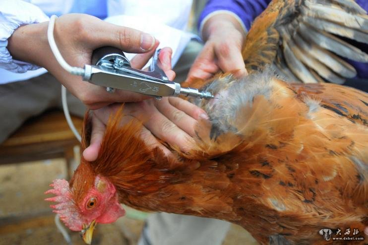 　　4月3日，广西上思县叫安乡，县动物疫病预防控制中心技术人员用H5N1禽流感疫苗给肉鸡打针。梁富盈/CFP