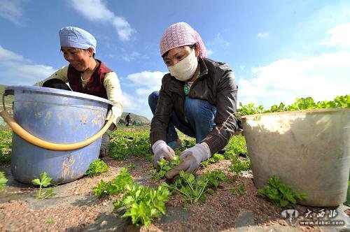 在宁夏回族自治区西吉县一处标准化农田内，当地农户在种植西芹（6月28日摄）。.jpg