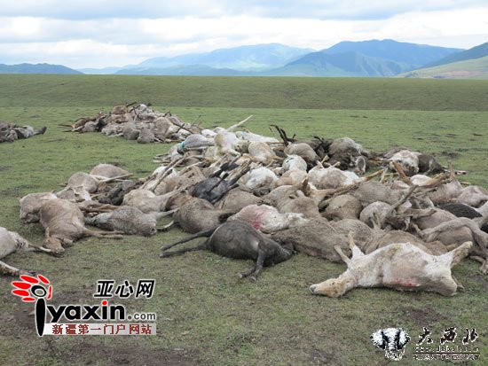 新疆昭苏县强降雨致2494只羊惨死于洪水