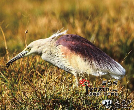 新疆鸟友发现印度池鹭 专家：属中国首次发现