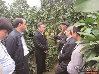 副省长戴道晋（左三）视察三家田村白皮柚基地