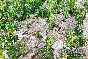 甘肃多地出现强对流天气农作物受灾严重