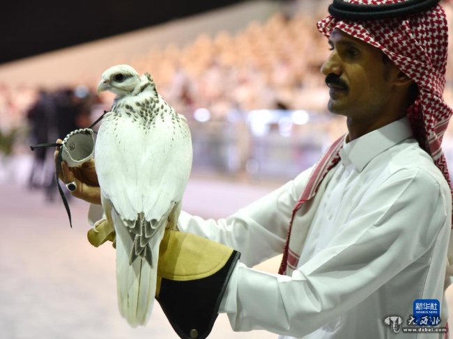 沙特举办国际猎鹰繁育