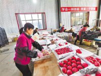 秦安果蔬产业撑起县域