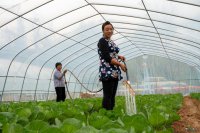 成县：蔬菜产业助农增